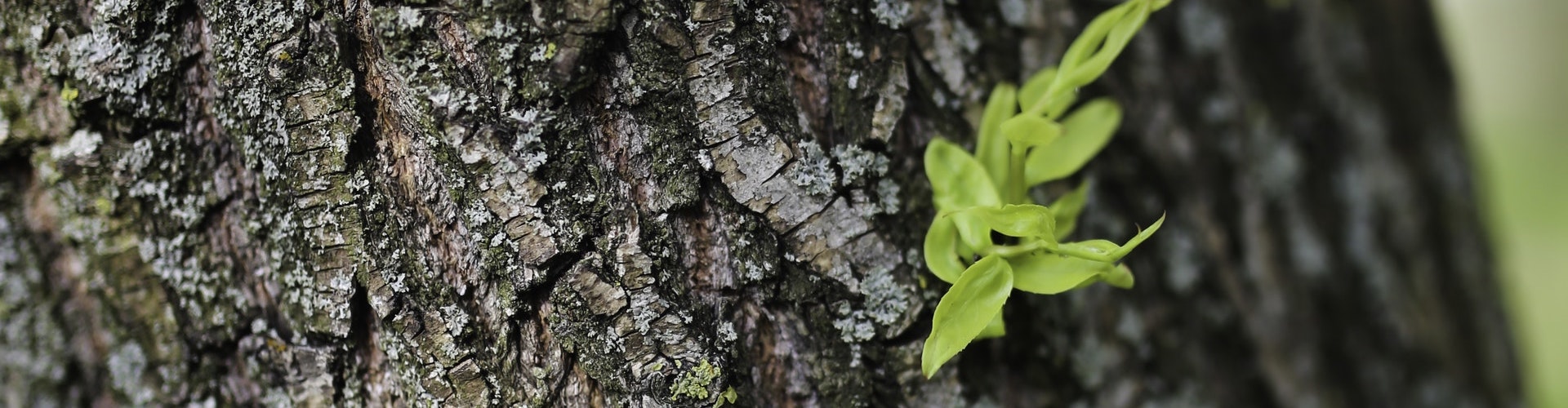 leaf-spring-leaves-tree-5757.jpg